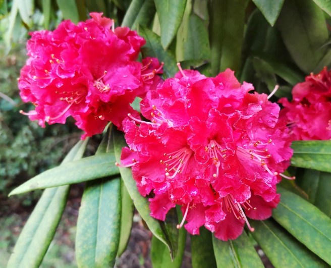 Fuchsia-pink_Winter_blooming_Rhododendron
