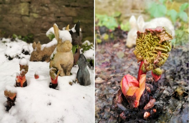 First_shoots_of_new_season_rhubarb_growth