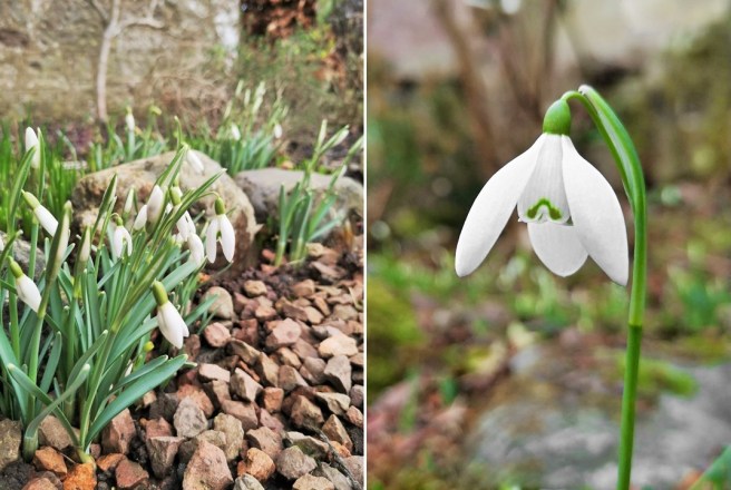 Flowering_in_late_January_delicate_snowdrops