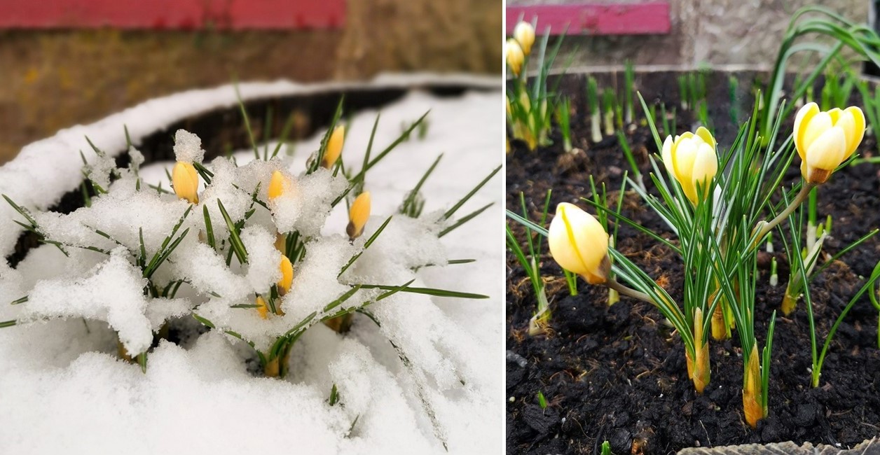 Yellow_crocus_covered_in_snow_in_late_January