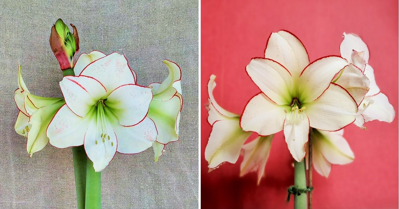 Amaryllis_Picotee_close-up_on_blooms