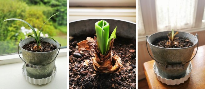 Amaryllis_foliage_and_preparing_the_bulb_for_dormancy