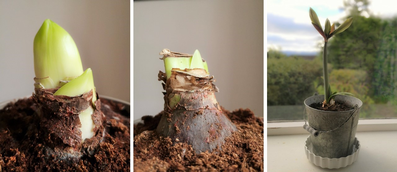 First_shoots_of_Amaryllis_bulbs