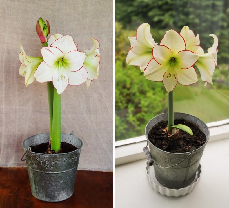 Amaryllis_Picotee_first_year_flowering_and_in_its_second_year