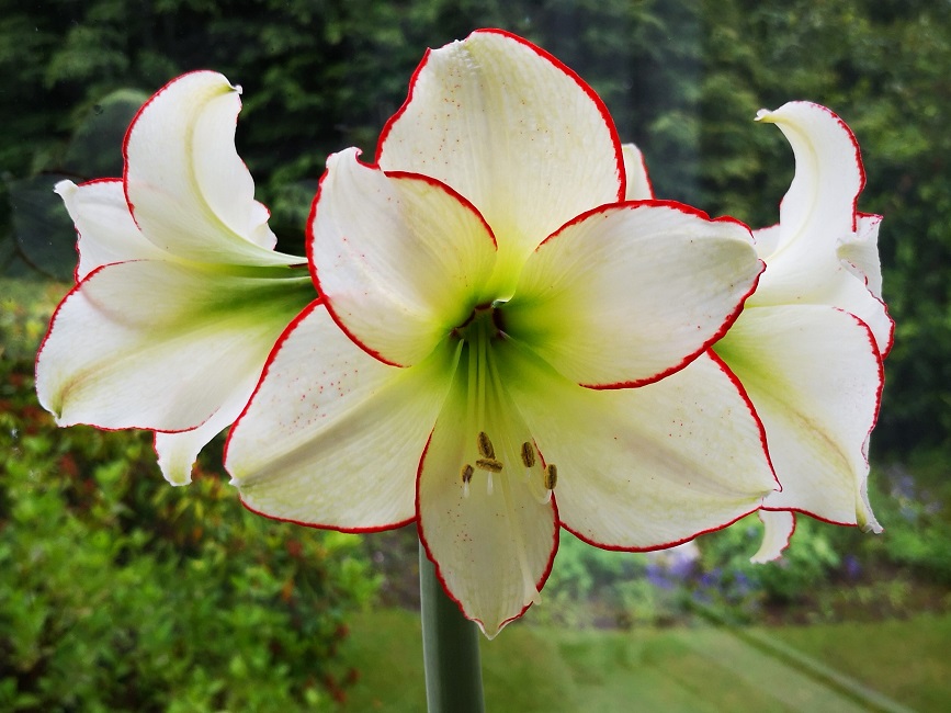 White_Amaryllis_blooms_with_red_trim