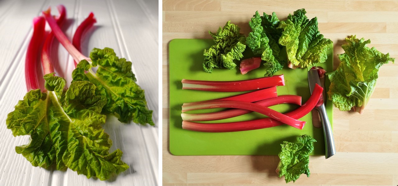 Stems_of_forced_rhubarb_with_leaves_and_being_prepared