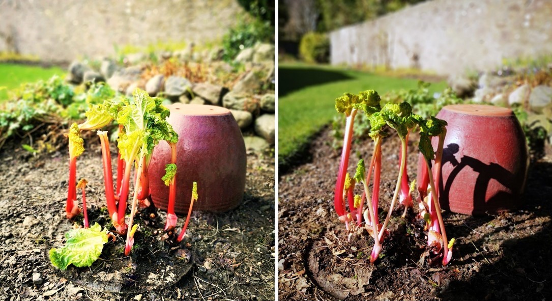 Shirt_pink_stems_of_home-grown_forced_rhubarb