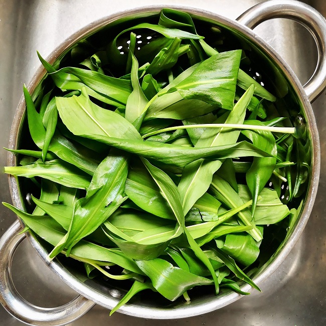 Wild_garlic_leaves_in_a_stainless_steel_colander