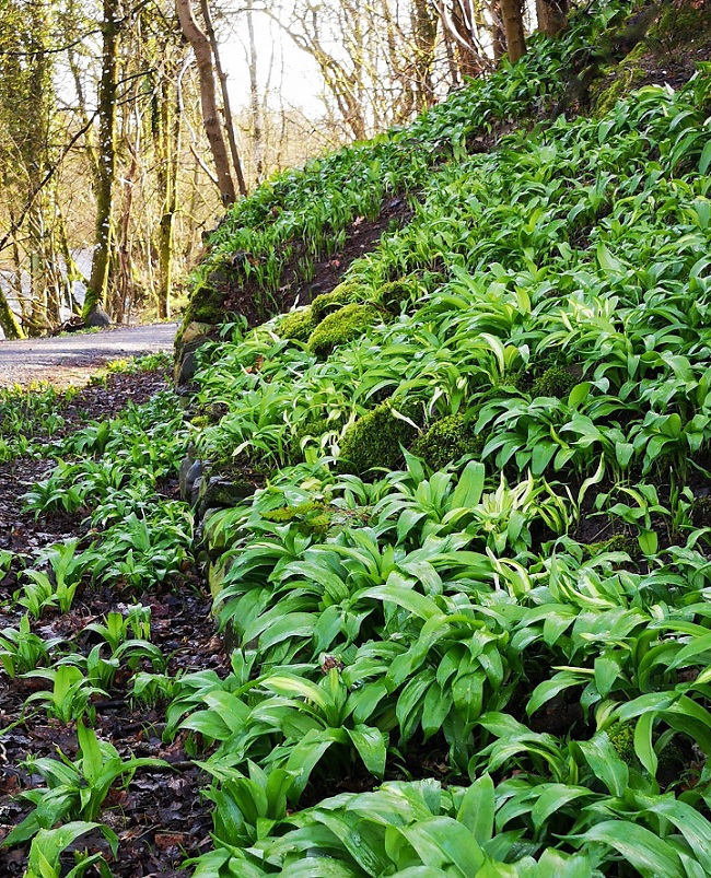 Perthshire_riverbank_lined_with_wild_garlic