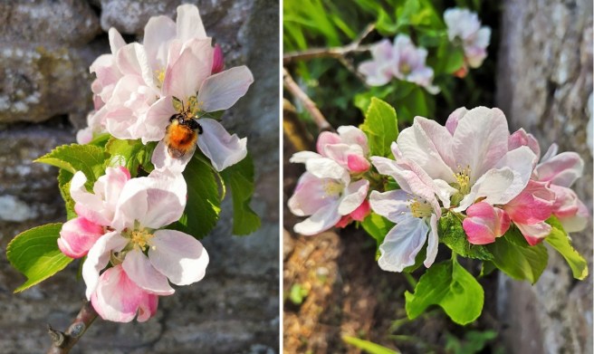 Close-up_on_miniature_apple_tree_blossom_with_bee