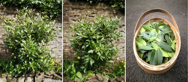 _Pruning_a_bay_tree_in_spring