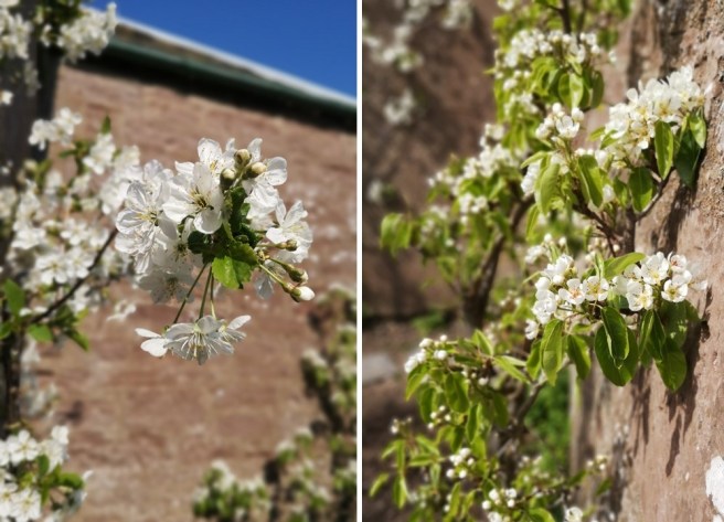 Morello_cherry_blossom_and_Conference_pear_blossom