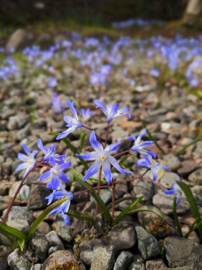 Chinodoxa_growing_in_a_gravel_path