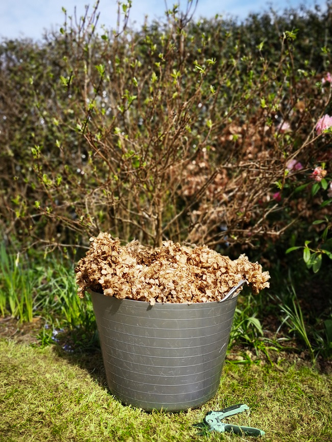 Spring-time_deadheading_of_hydragea_flowerheads