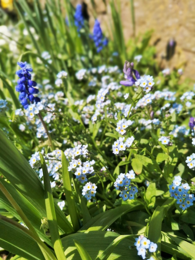 Springtime_Forget-me-nots_in_Scotland