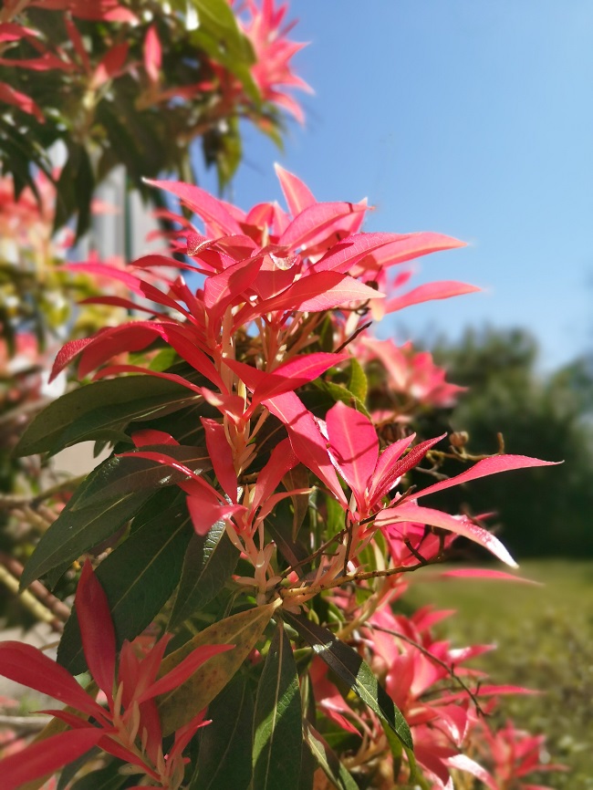 Vivid_pink_Pieris_in_flower_in_April