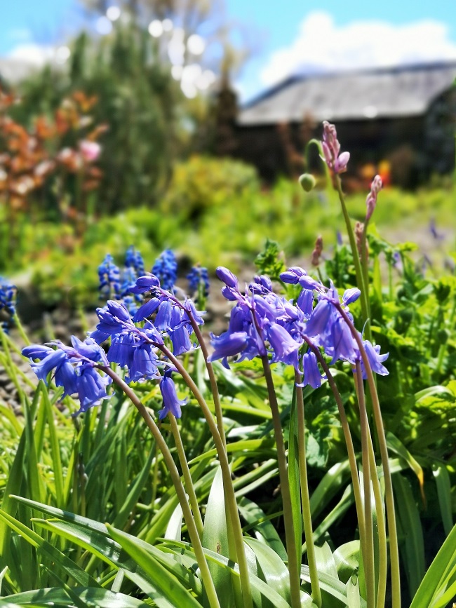 Scottish_garden_bluebells
