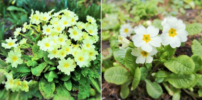 Large_clump_of_yellow_primroses_and_paler_spring_time_primroses
