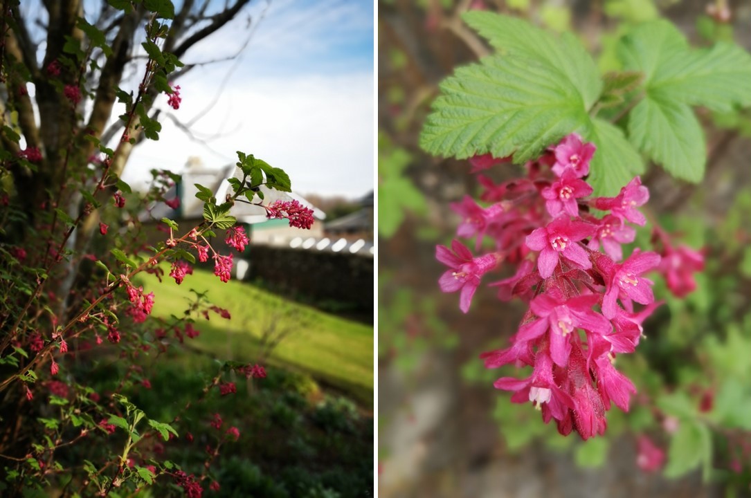Ribes_sanguineum_or_flowering_currant