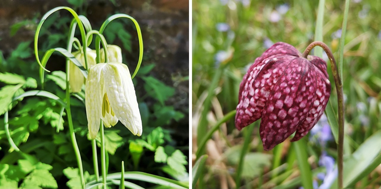 White_and_deep_pink_Snakeshead_Fritillary