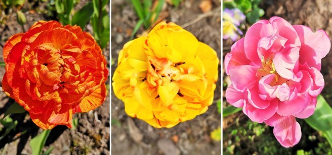 3_multi-petaled_tulips