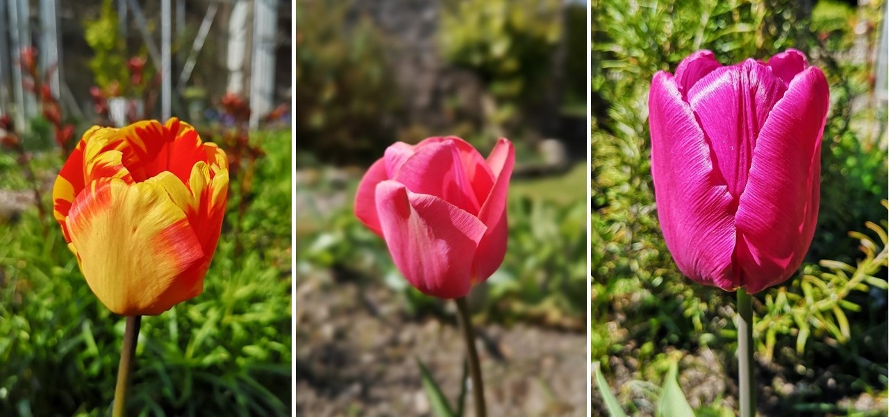 3_classic_tulips_blooming_in_April