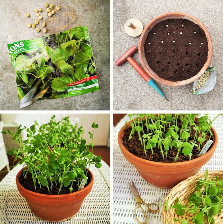 4_steps_to_growing_pea_shoots