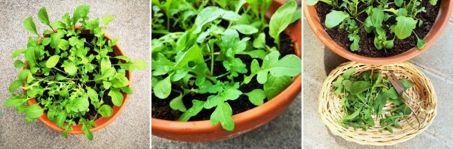 Pot_of_homegrown_rocket_seedlings_and_harvesting_the_first_batch_of_leaves