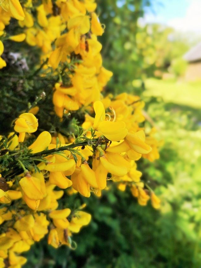 Gorse_bush_laden_with_flowers