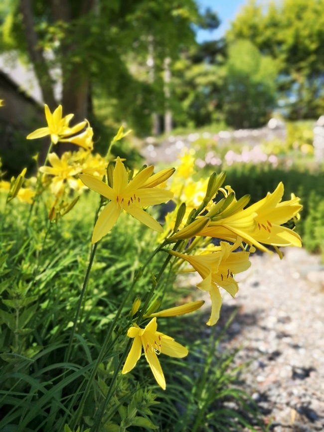 Yellow_Day_Lilies_overhanging_a_gravel_path