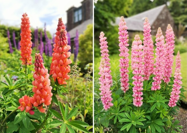 Lupins_in_early_June