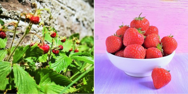 Wild_strawberries_growing_in_a_Scottish_garden_alongside_a_bowl_of_cultivated_strawberries