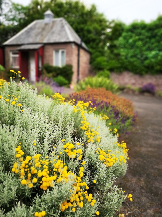 Cotton_lavender_and_purple_lavender