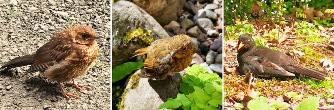 Baby_blackbird_baby_robin_sunbathing_blackbird