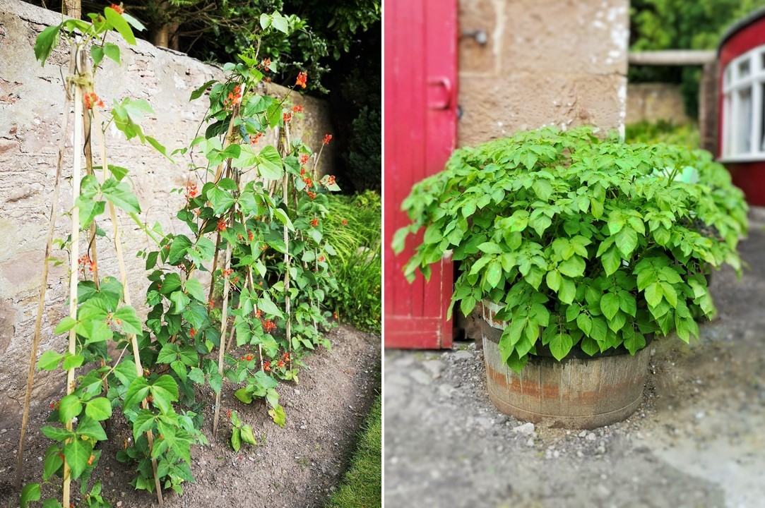 Runner_bean_plants_in_flower_and_a_beer_barrel_containing_potatoes