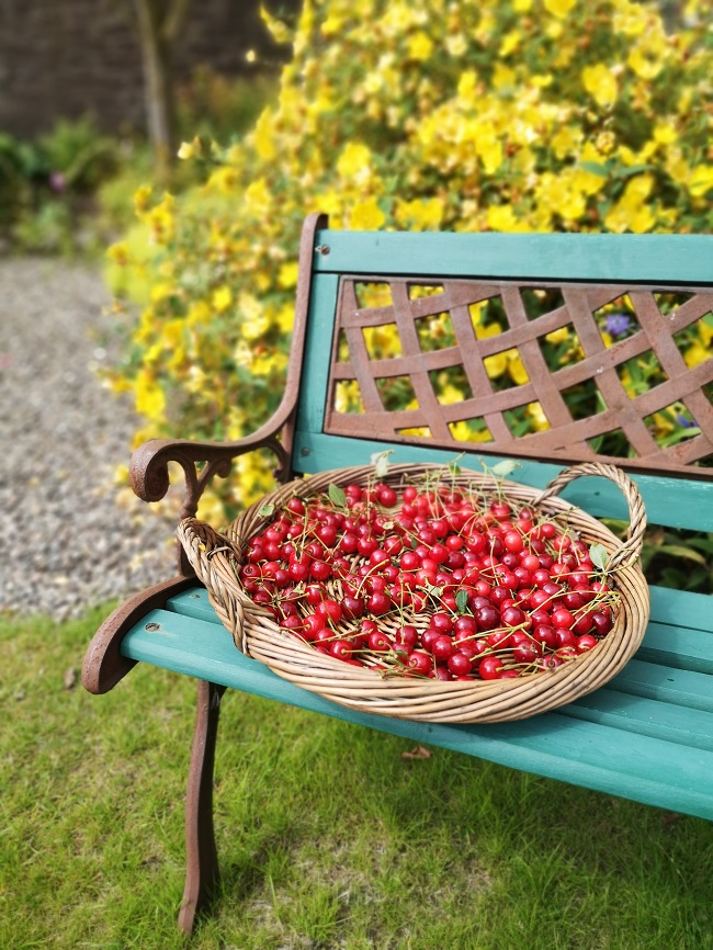 Freshly_picked_Scottish_Morello_cherries
