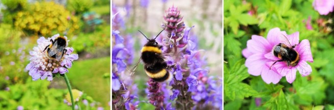 Garden_flowers_and_bees