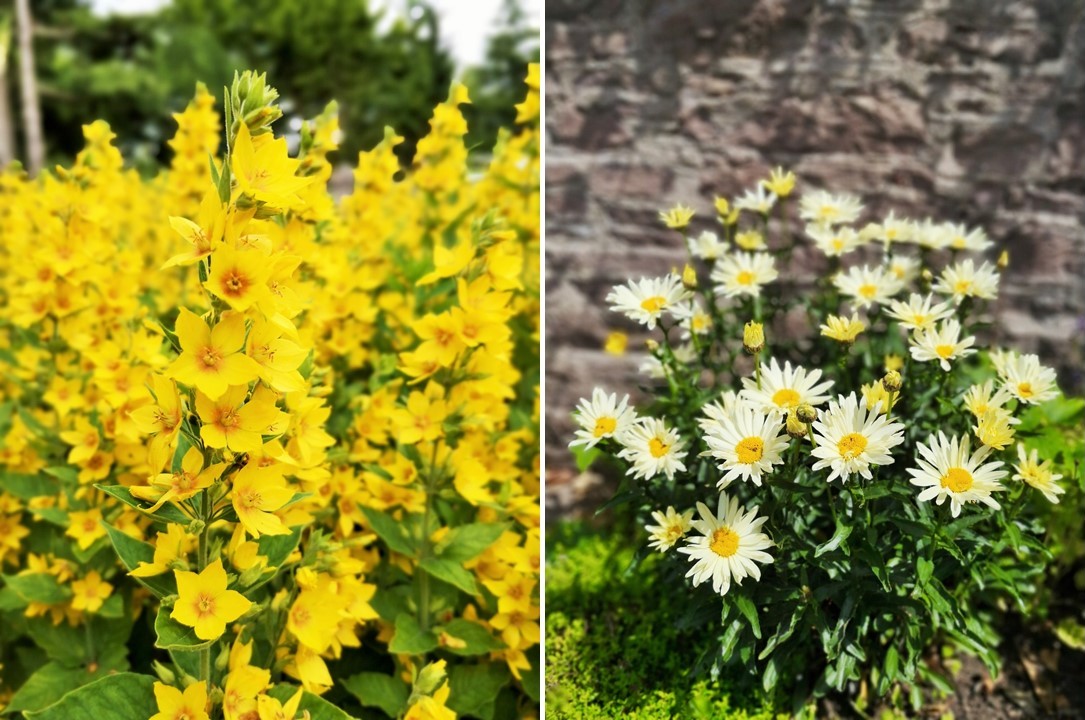 Lysimachia_and_Leusanthemum_Banana_cream