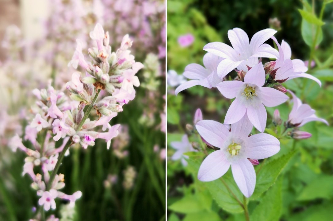 Pale_pink_lavender_and_Campanula