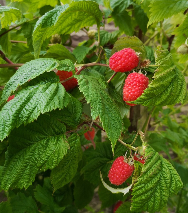 Scottish_Glen_Ample_raspberries