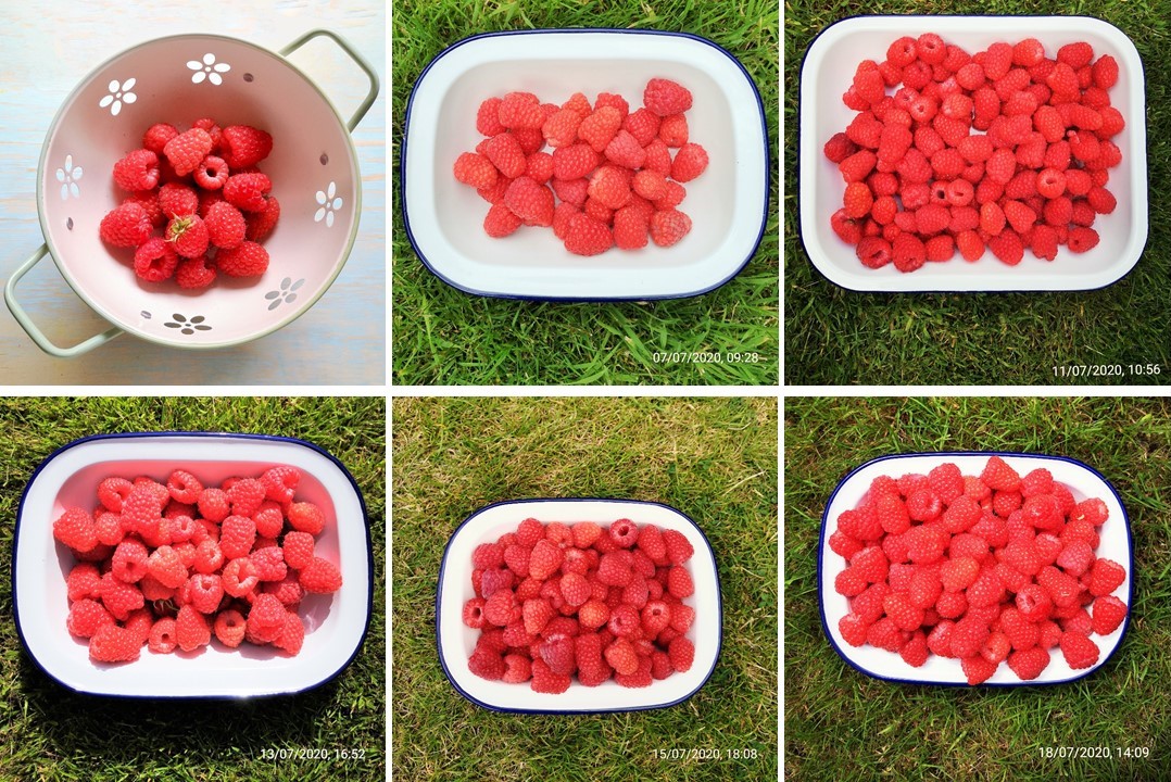 Homegrown_Scottish_raspberries_first_half_of_July_2020