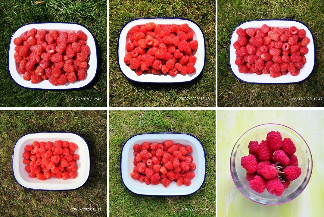 Second_half_of_July_2020_home-grown_raspberries