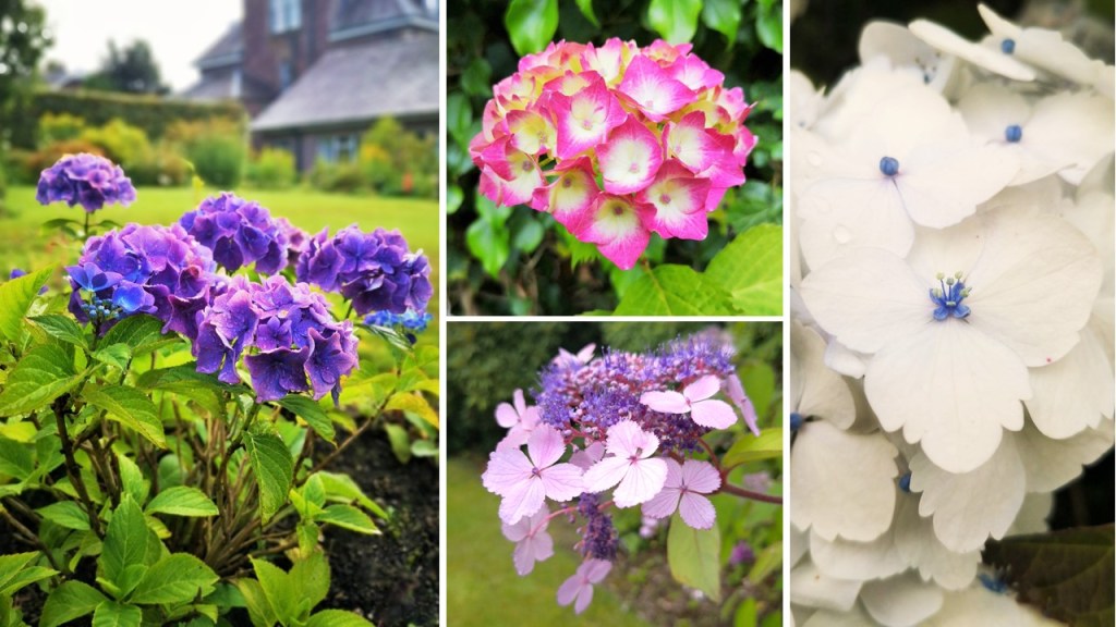 Blooming_blue_pink_mauve_and_white_Hydrangeas