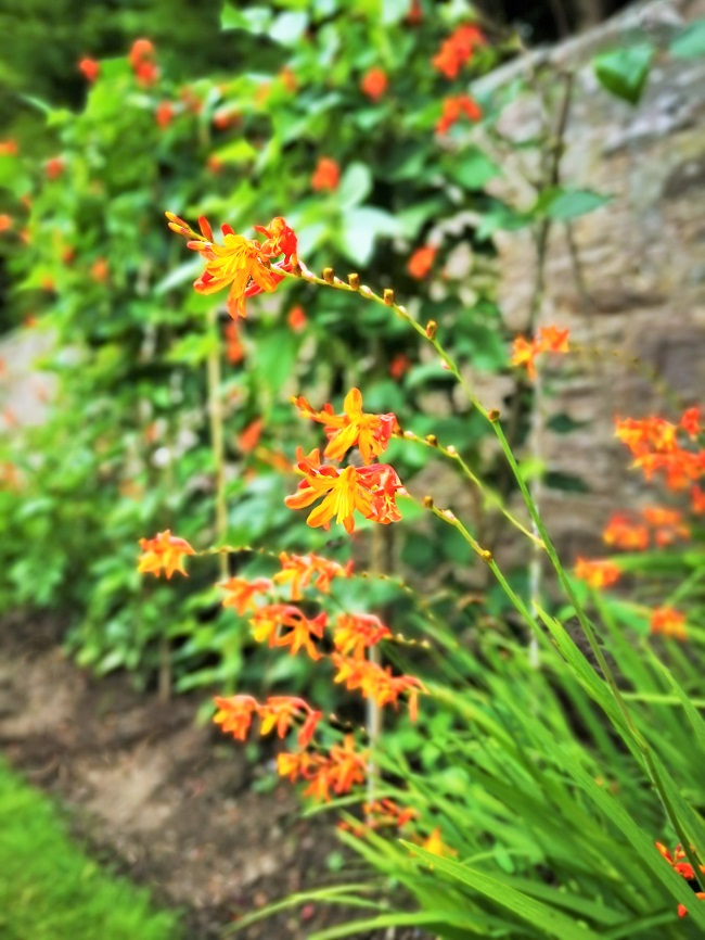 Orange_Crocosmia_in_front_of_a row_of_flowering_runner_beans