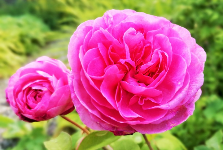 Gertrude_Jekyll_rose_in_full_bloom