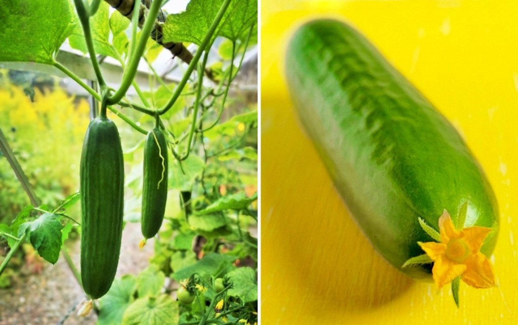 Mini_Munch_cucumbers_growing_in_greenhouse_and_still-life_with_flower_attached