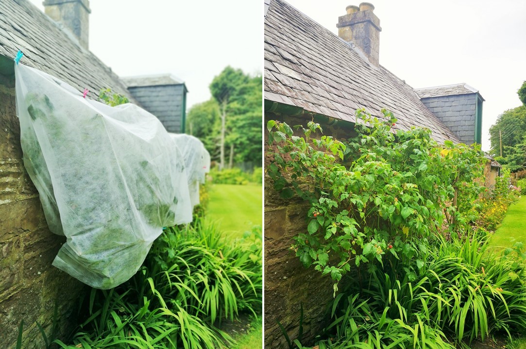 Glen_Ample_raspberry_canes_covered_in_fleece_ and_post-harvest