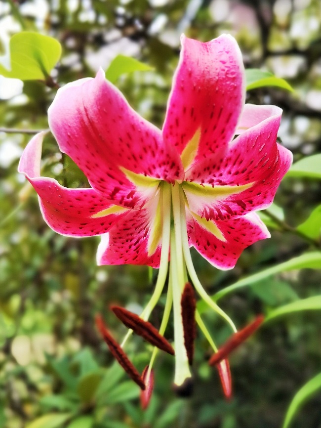 Deep_pink_tiger_lily