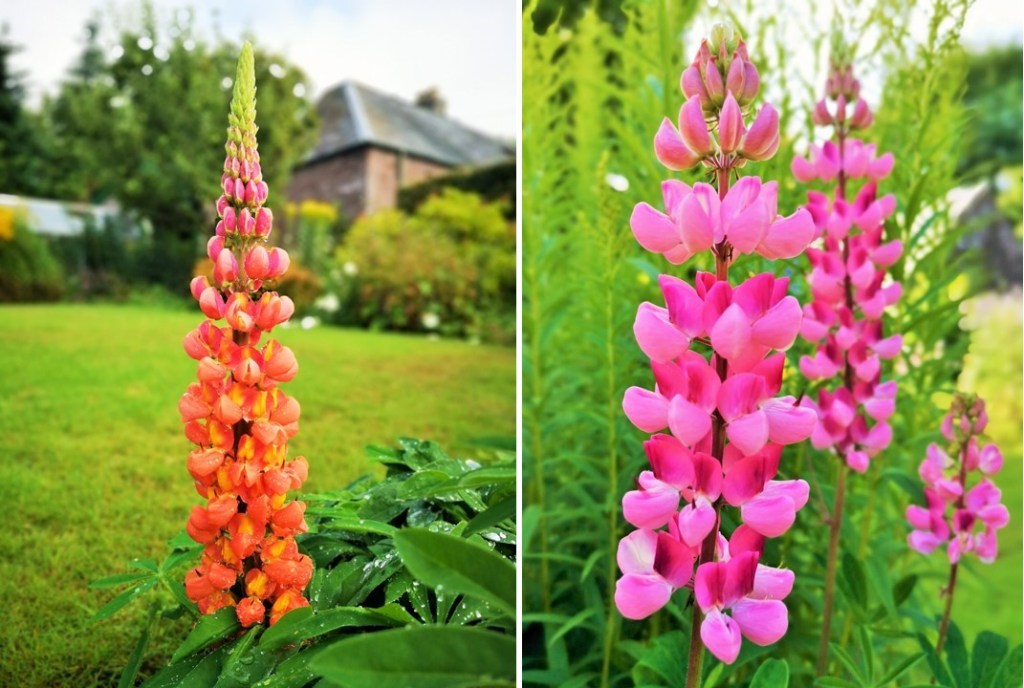 Orange_and_pink_lupins_August_2020