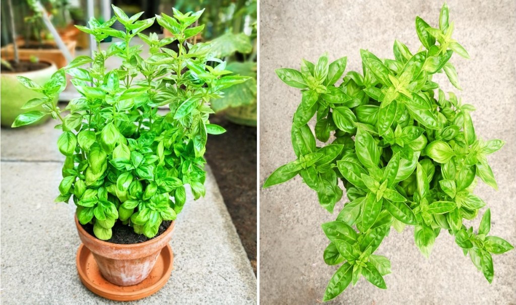 Large_pot_of_fresh_basil